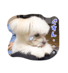 コッパーすたんぷ 2（個別スタンプ：9）