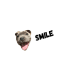 i'm my dog（個別スタンプ：5）