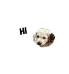 i'm my dog（個別スタンプ：6）