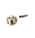 i'm my dog（個別スタンプ：8）
