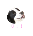 ボーダーコリーシンプルスタンプ（個別スタンプ：1）