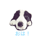 ボーダーコリーシンプルスタンプ（個別スタンプ：2）