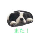 ボーダーコリーシンプルスタンプ（個別スタンプ：3）