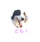 ボーダーコリーシンプルスタンプ（個別スタンプ：4）