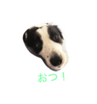 ボーダーコリーシンプルスタンプ（個別スタンプ：7）