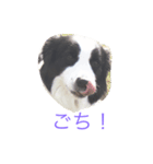 ボーダーコリーシンプルスタンプ（個別スタンプ：8）