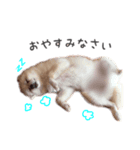 まめあず♡（個別スタンプ：4）