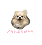 チワワーずスタンプ（個別スタンプ：1）