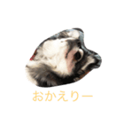 チワワーずスタンプ（個別スタンプ：4）