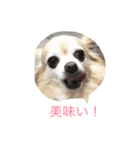 チワワーずスタンプ（個別スタンプ：5）