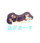 チワワーずスタンプ（個別スタンプ：8）