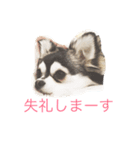 チワワーずスタンプ（個別スタンプ：10）
