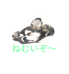 チワワーずスタンプ（個別スタンプ：12）