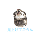 チワワーずスタンプ（個別スタンプ：13）