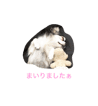 チワワーずスタンプ（個別スタンプ：15）