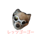 チワワーずスタンプ（個別スタンプ：16）