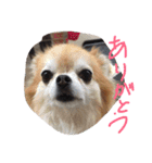 Angeの大切な仲間達（個別スタンプ：4）