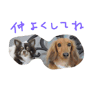 Angeの大切な仲間達（個別スタンプ：7）