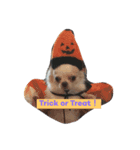 dogs HELLOWEEN（個別スタンプ：2）