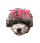 石井 ティム（個別スタンプ：3）
