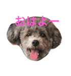 石井 ティム（個別スタンプ：4）