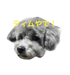 石井 ティム（個別スタンプ：6）