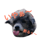 石井 ティム（個別スタンプ：13）