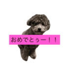 石井 ティム（個別スタンプ：16）