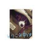 ポッケの日常（個別スタンプ：2）