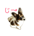 ポッケの日常（個別スタンプ：14）