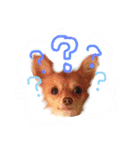 チョコちゃんとメロディのひとことstamp（個別スタンプ：1）