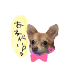 チョコちゃんとメロディのひとことstamp（個別スタンプ：2）
