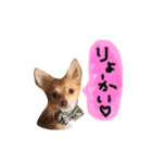 チョコちゃんとメロディのひとことstamp（個別スタンプ：5）