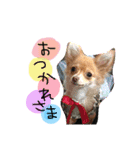 チョコちゃんとメロディのひとことstamp（個別スタンプ：7）