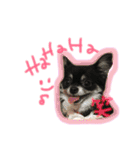 チョコちゃんとメロディのひとことstamp（個別スタンプ：12）