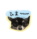 チョコちゃんとメロディのひとことstamp（個別スタンプ：14）