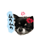 チョコちゃんとメロディのひとことstamp（個別スタンプ：15）