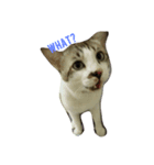 cat a cat（個別スタンプ：1）