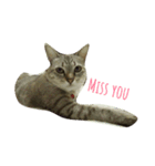 cat a cat（個別スタンプ：2）