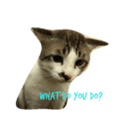 cat a cat（個別スタンプ：3）