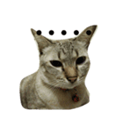 cat a cat（個別スタンプ：4）