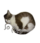 cat a cat（個別スタンプ：5）