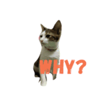 cat a cat（個別スタンプ：6）