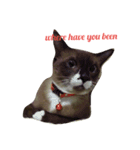 cat a cat（個別スタンプ：8）