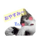 はぎにゃんこ（個別スタンプ：2）
