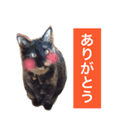 はぎにゃんこ（個別スタンプ：3）
