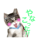 はぎにゃんこ（個別スタンプ：5）