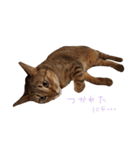 キジトラねこ（いくらバージョン）（個別スタンプ：7）