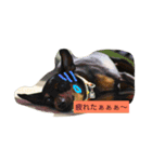 まったり大家族（個別スタンプ：11）
