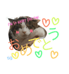 TRM にゃんず(猫・ネコ)（個別スタンプ：1）